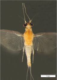 Attēlu rezultāti vaicājumam “Thecabius affinis imago”