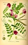 File:Illustration <b>Vicia</b>