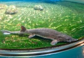 Image result for Scaphirhynchus platorynchus