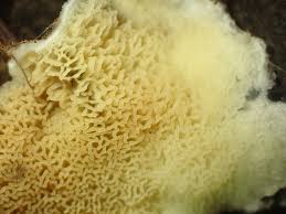 Attēlu rezultāti vaicājumam “Leucogyrophana sororia”