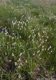 Attēlu rezultāti vaicājumam “Eriophorum angustifolium flower”