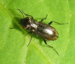 Attēlu rezultāti vaicājumam “Notiophilus biguttatus”