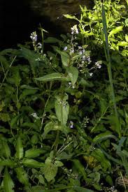 Attēlu rezultāti vaicājumam “Veronica anagallis-aquatica leaf”