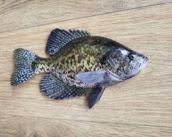 Image result for Pomoxis nigromaculatus