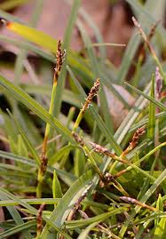 Attēlu rezultāti vaicājumam “Carex ornithopoda leaf”