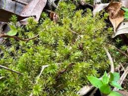 Attēlu rezultāti vaicājumam “Bryum pseudotriquetrum”