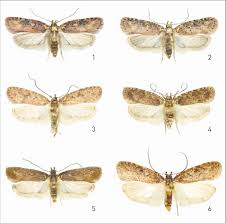 Attēlu rezultāti vaicājumam “Agonopterix heracliana”