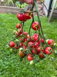 Afbeeldingsresultaat voor rose quartz tomato