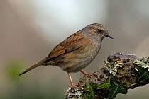 Attēlu rezultāti vaicājumam “Prunella modularis adult”