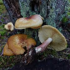 Attēlu rezultāti vaicājumam “Lactarius necator”