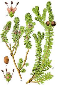 Attēlu rezultāti vaicājumam “Empetrum nigrum flower”