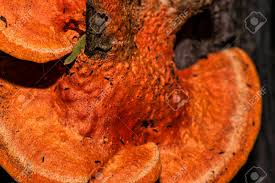 Attēlu rezultāti vaicājumam “Pycnoporellus fulgens”