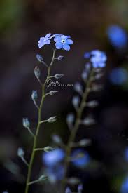 Image result for Myosotis sylvatica
