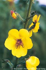 Attēlu rezultāti vaicājumam “Verbascum blattaria”