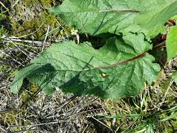 Attēlu rezultāti vaicājumam “Verbascum nigrum leaf”