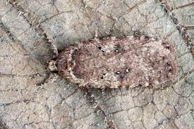 Attēlu rezultāti vaicājumam “Agonopterix heracliana”