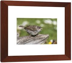 Attēlu rezultāti vaicājumam “Passer domesticus juvenile”