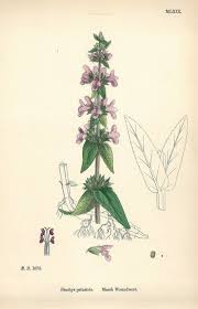 Attēlu rezultāti vaicājumam “Stachys palustris”