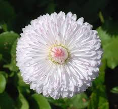 Image result for Bellis perennis
