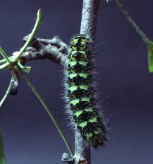 Attēlu rezultāti vaicājumam “Saturnia pavonia larva”
