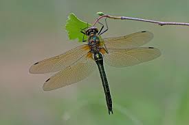 Attēlu rezultāti vaicājumam “Cordulia aenea”