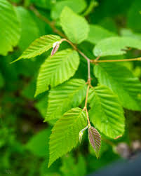 Attēlu rezultāti vaicājumam “Carpinus caroliniana”