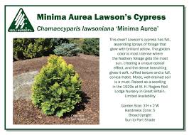 Attēlu rezultāti vaicājumam “Chamaecyparis lawsoniana”