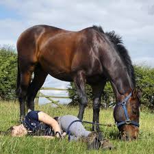 Image result for Cambridge University Riding Club