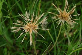 Attēlu rezultāti vaicājumam “Tragopogon pratensis subsp. pratensis fruit”