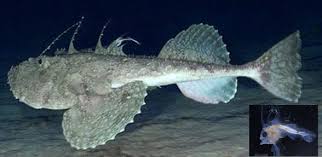 Image result for Lophius americanus