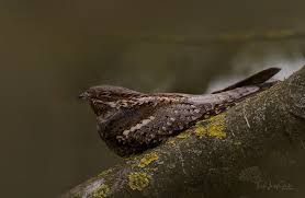 Attēlu rezultāti vaicājumam “Caprimulgus europaeus eggs”