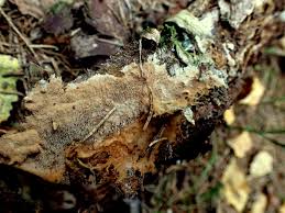 Attēlu rezultāti vaicājumam “Asterodon ferruginosus”