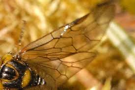 Attēlu rezultāti vaicājumam “Gilpinia”