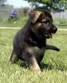  German Shepherd Dog Lovers