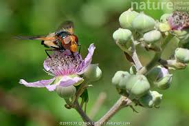 Attēlu rezultāti vaicājumam “Rubus plicatus flower”