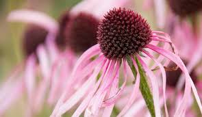 Image result for Echinacea pallida