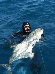 Image result for Lichia amia