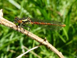 Attēlu rezultāti vaicājumam “Erythromma najas”