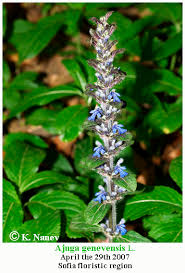 Attēlu rezultāti vaicājumam “Ajuga genevensis”