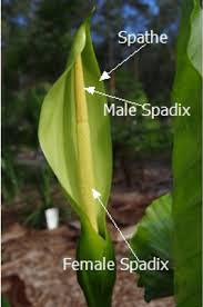 Attēlu rezultāti vaicājumam “Physarum obscurum sessile”