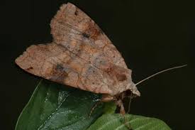 Attēlu rezultāti vaicājumam “Xestia baja”