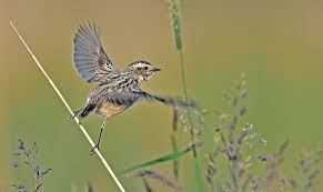 Attēlu rezultāti vaicājumam “Saxicola rubetra”