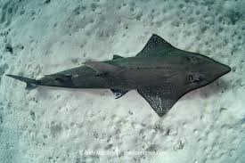 Image result for Rhynchobatus australiae