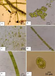 Attēlu rezultāti vaicājumam “Chaetophora pisiformis”