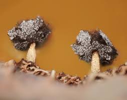 Attēlu rezultāti vaicājumam “Didymium xanthopus spores”