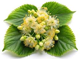 Attēlu rezultāti vaicājumam “Tilia platyphyllos subsp. cordifolia flower”