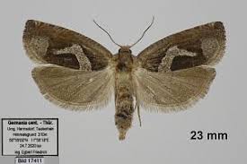 Attēlu rezultāti vaicājumam “Epiblema foenella”
