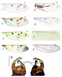 Attēlu rezultāti vaicājumam “Trichocera regelationis”