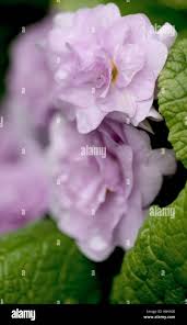 Attēlu rezultāti vaicājumam “Badhamia lilacina macro”