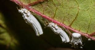 Attēlu rezultāti vaicājumam “Sternorrhyncha”